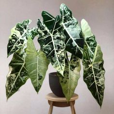 a potted plant sitting on top of a wooden stool