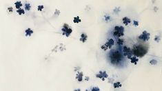 an aerial view of blue flowers on a white background