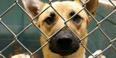 a dog behind a chain link fence looking at the camera with its paw on it's head