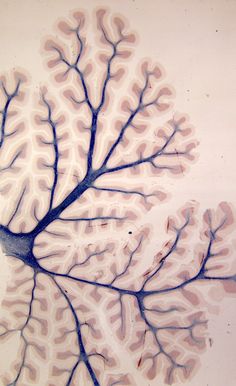 an image of a sea fan in the water with blue and white lines on it