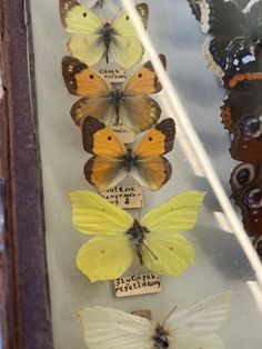 several butterflies are displayed in a glass case with labels on them that read,'butterfly identification