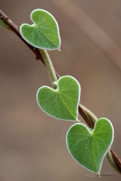 two heart shaped leaves on a twig