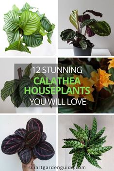 there are many different types of houseplants in this collage with the words, 12 stunning calathea houseplants you will love