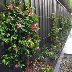 some pink flowers are growing on the side of a fenced in area next to a sidewalk