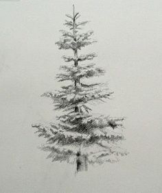 a pencil drawing of a pine tree in the snow