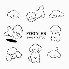 the poodles are all different shapes and sizes