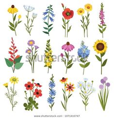 different types of flowers on white background