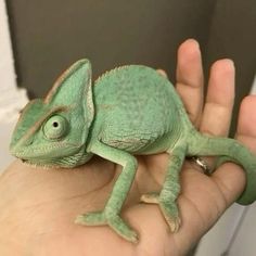 a small green chamelon sitting on someone's hand