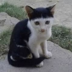 a black and white cat sitting on top of a cement slab next to green grass