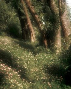 trees and flowers are growing in the grass near a path that leads to a forest