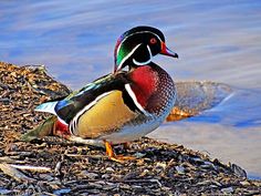 a colorful duck sitting on the ground next to some water and mulchy grass