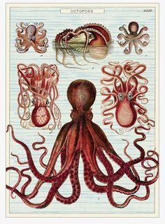 an octopus, squid, and other sea creatures are depicted in this illustration from the book