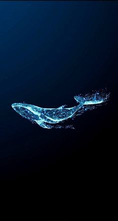 two blue whale tails floating in the dark water, with bubbles coming out of them