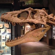 a large dinosaur skull is on display in a museum