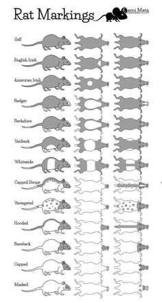 rat markings are shown in black and white, with the names on each one side