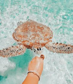 a person reaching for a sea turtle in the ocean