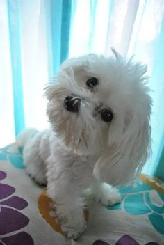 a small white dog sitting on top of a bed next to a blue and purple curtain