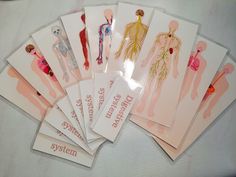 several cards with pictures of human body and nervous systems on them, all in different colors