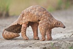 an armadile is standing on its hind legs