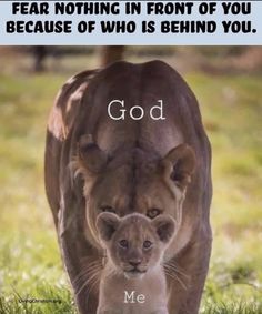 a lion and its cub walking in the grass with a quote above it that says, god