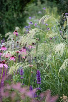 purple flowers and grasses in a garden with lots of greenery on the side walk