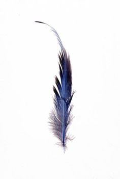 a blue bird's feather on a white background