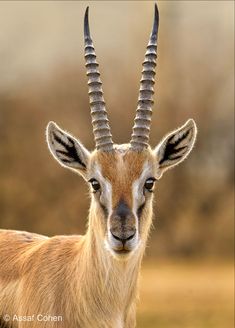 an antelope with very long horns standing in the grass and looking at the camera