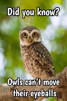 an owl sitting on top of a tree branch with the caption did you know? owls can't move their eyes