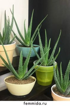 several potted plants sitting on top of a wooden table