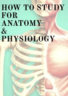 an image of a skeleton with the words how to study for anatomy and physiollogy