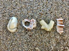 four seashells laid out in the sand