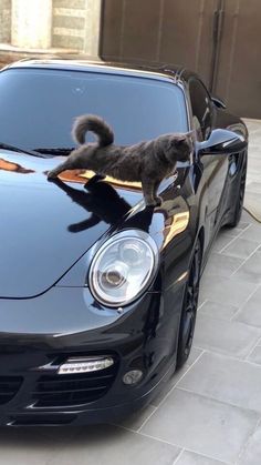 a cat is standing on the hood of a black car with its tail hanging out