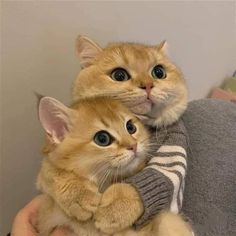 an orange cat is sitting on the arm of a person holding it up to its face