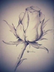 a pencil drawing of a flower on a white paper background, with the petals still attached