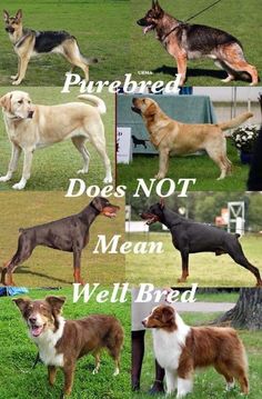 four different types of dogs standing in the grass with their names written on each one