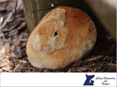 a small rabbit is sitting in the dirt