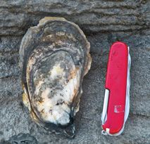 an open red knife sitting on top of a piece of rock next to a clam