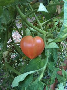 a heart shaped tomato growing on the vine