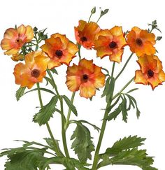 an arrangement of orange and yellow flowers on a white background