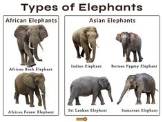 four different types of elephants with names on them