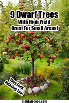 9 Dwarf Trees With High Yield Great For Small Areas! - Mental Scoop