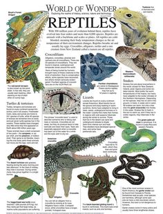 the world of wonder reptiles is shown in this article, with pictures of different animals