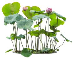 pink flowers and green leaves are growing in a potted planter on a white background