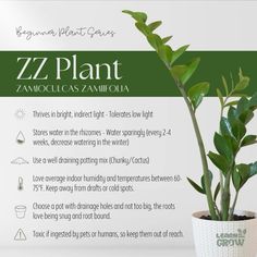 a green plant in a white pot with information about the plants and how to use it