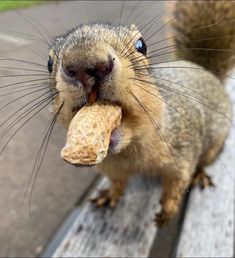 a squirrel eating a nut on top of a wooden bench with it's mouth open