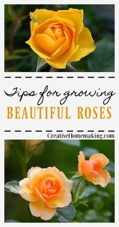 two yellow roses with text overlaying it that says, tips for growing beautiful roses