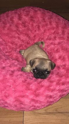 a small pug dog laying on top of a pink round pet bed in a living room