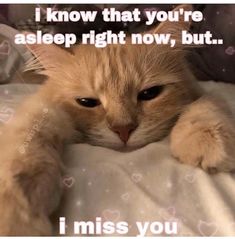 an orange cat laying on top of a bed with the caption i know that you're asleep right now, but i miss you