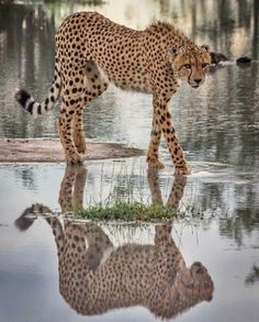 a cheetah is standing in the water with its reflection