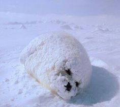 Snowball seal... Baby Harp Seal, Harp Seal, Cute Seals, Seal Pup, Baby Seal, Baby Animals Pictures, Unusual Animals, 웃긴 사진, Silly Animals